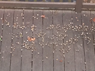 Crazy Amounts of Acorns This Year