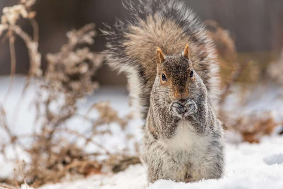 How do Squirrels Prepare for the Winter?