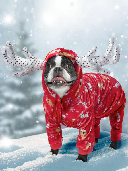 Why Do We Dress up our Dogs for the Holidays?