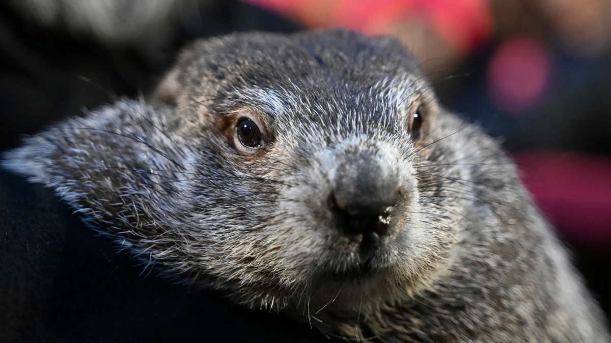 Groundhog('s) Day!