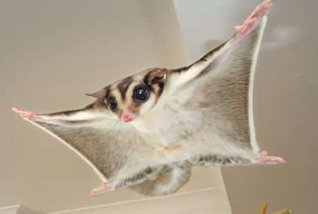 Sugar Glider pictured