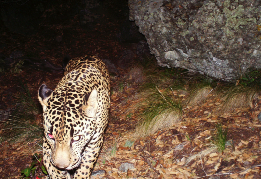 Jaguars in The U.S.?