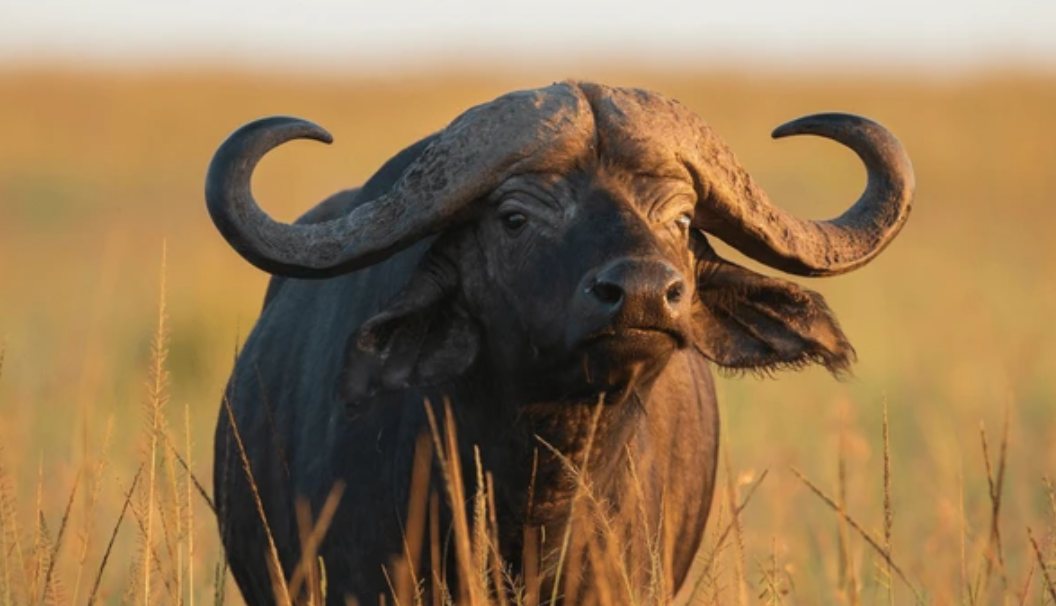 American Fatality in South Africa From Cape Buffalo: Sparking Controversy