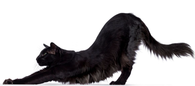 Cat Steals the Show—and the Internet—at Online Yoga Class