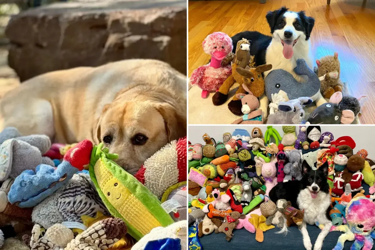 Dogs and their Expanding vocabulary