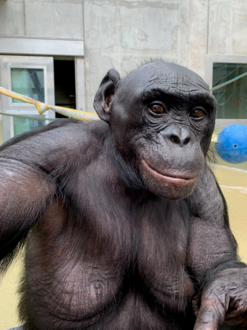 Can Animals Use their Imagination