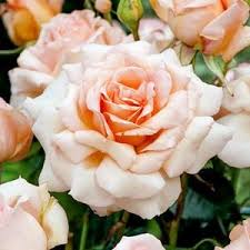 The Wonder of Roses