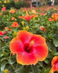About The Hibiscus Flower