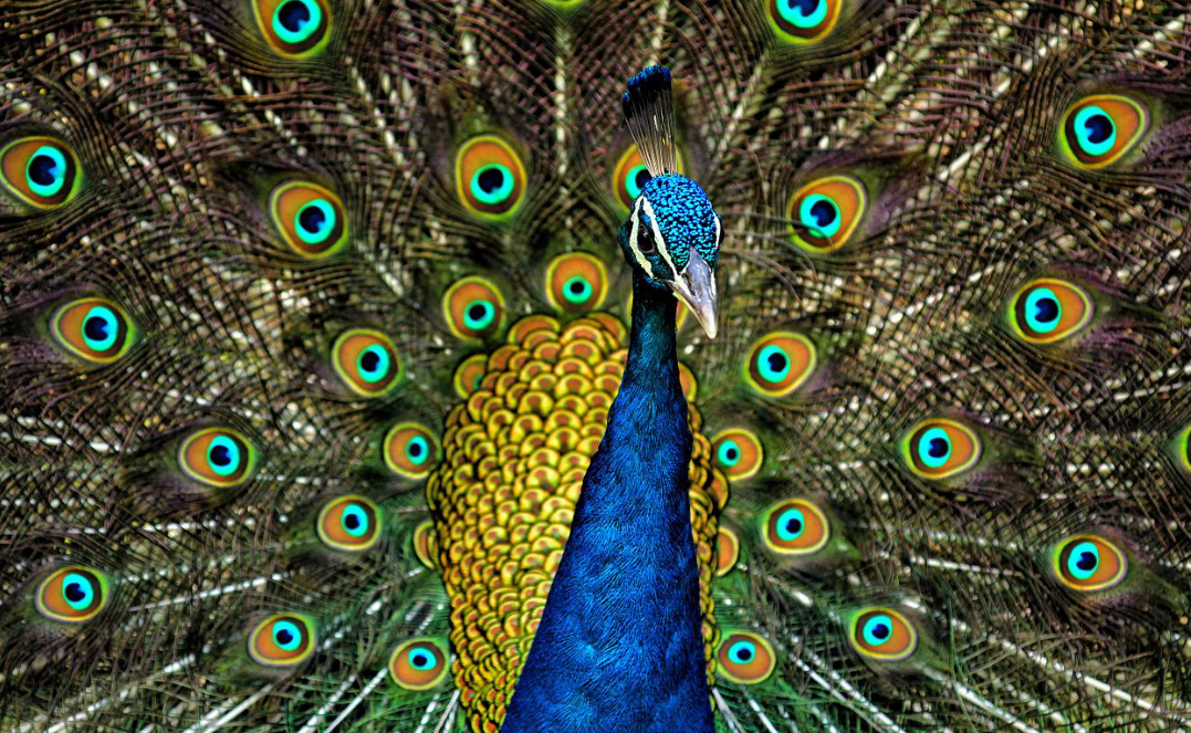 Why Do Males of Animal Species Have Brighter colors ?